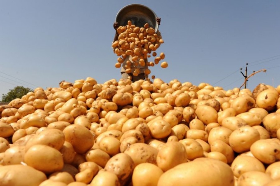 Египет возобновит экспорт картофеля в Россию с 6 июня